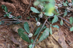 Alternanthera sessilis